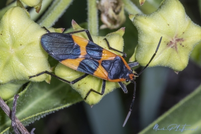 Milkweed Bug April 2025